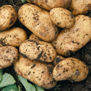 Seed Potato 'Charlotte' (Christmas Harvest) - 1kg